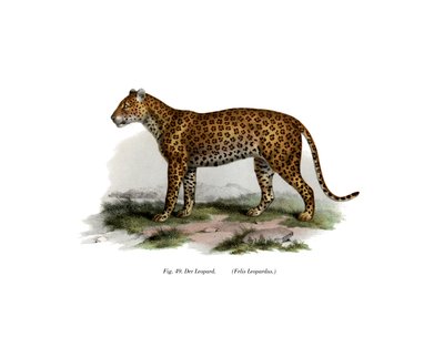 Leopard, 1860 von German School